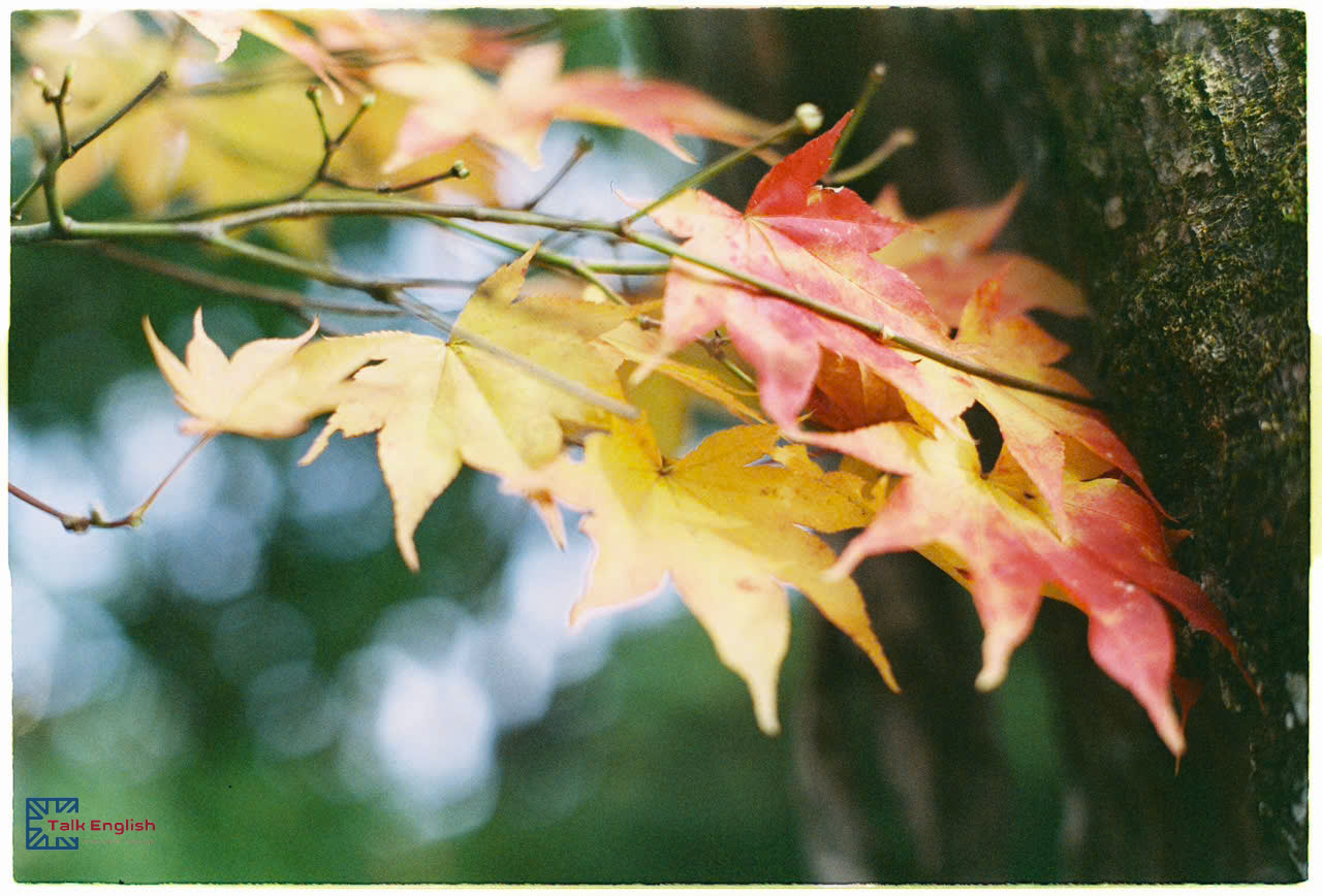 Thành ngữ tiếng Anh về mùa thu (English Idioms for Autumn)